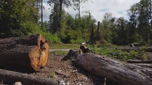 Tree and Shrub Care in Meridian Village, CO