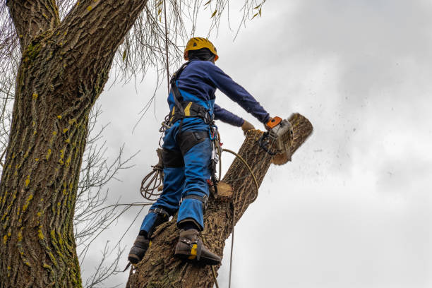 Best Tree Maintenance Programs  in Meridian Village, CO